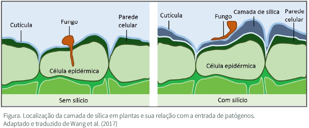 Potássio Brasileiro